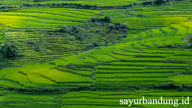 Teras Sawah Banaue: Warisan Budaya Dunia yang Memukau